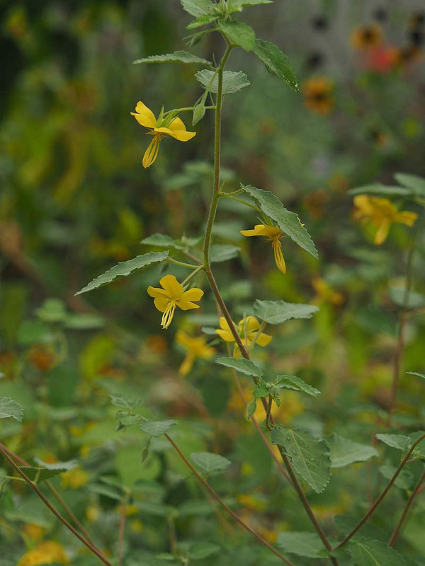 P9232791