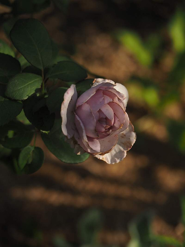 P9263002