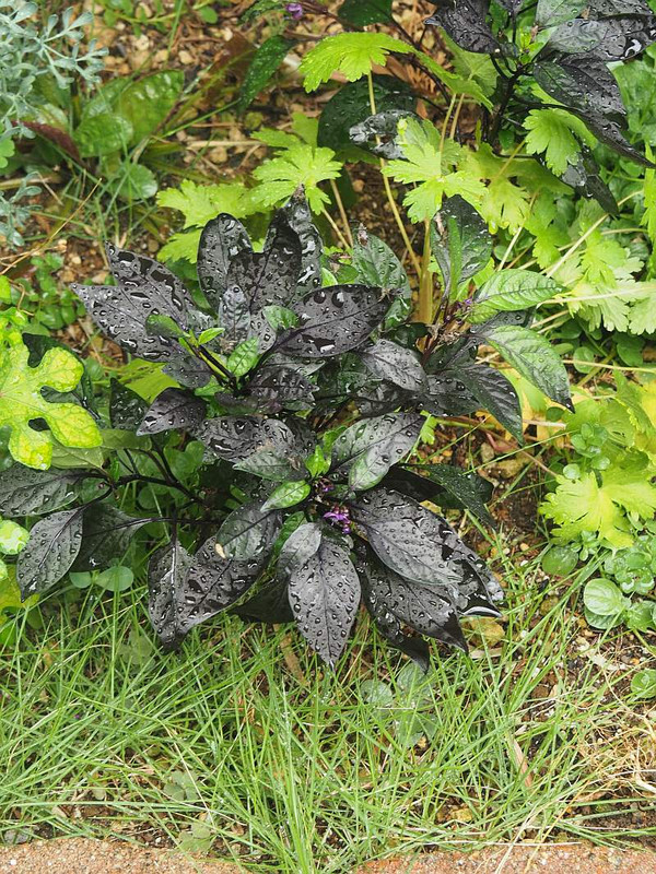 P9273045