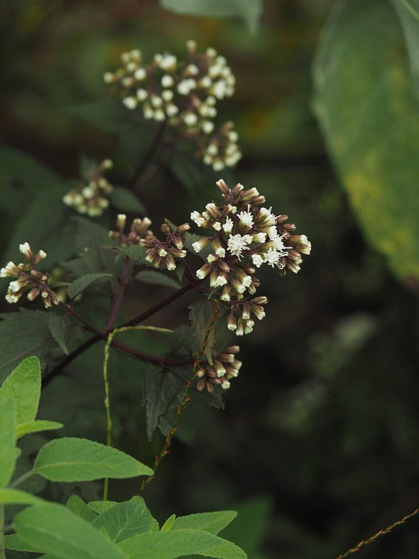 P9283053