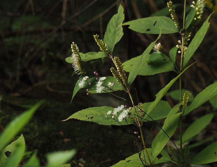 P9303135