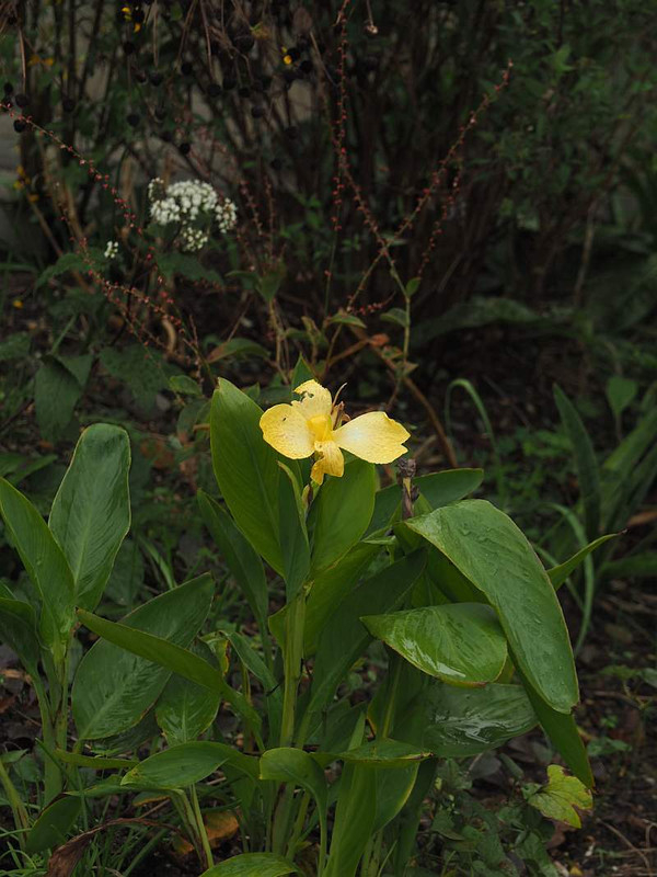Pa063208