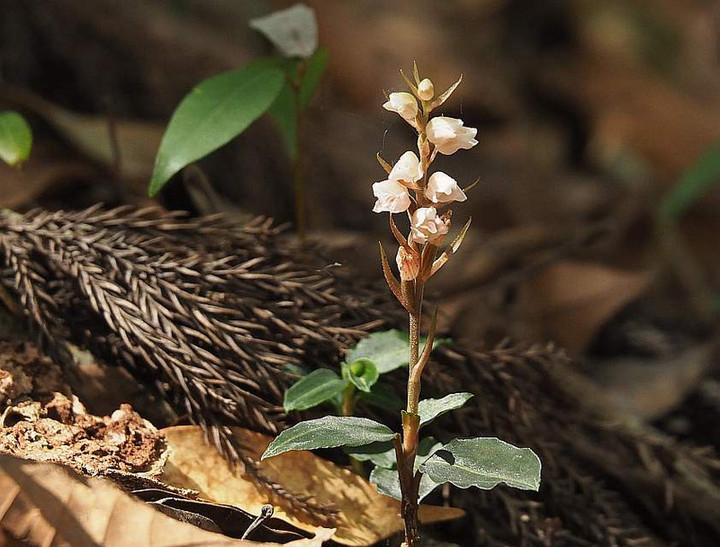 P9303164syusurann_bi