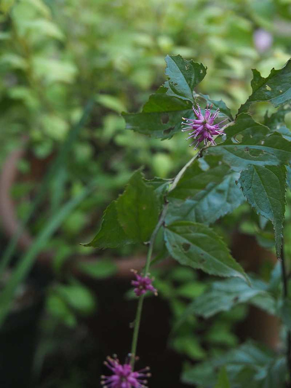 Pb064176