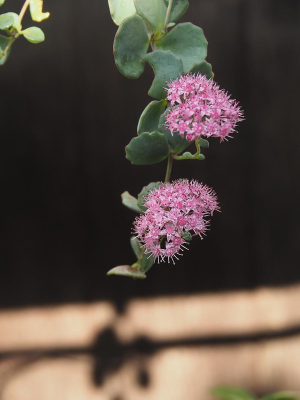Pb094396