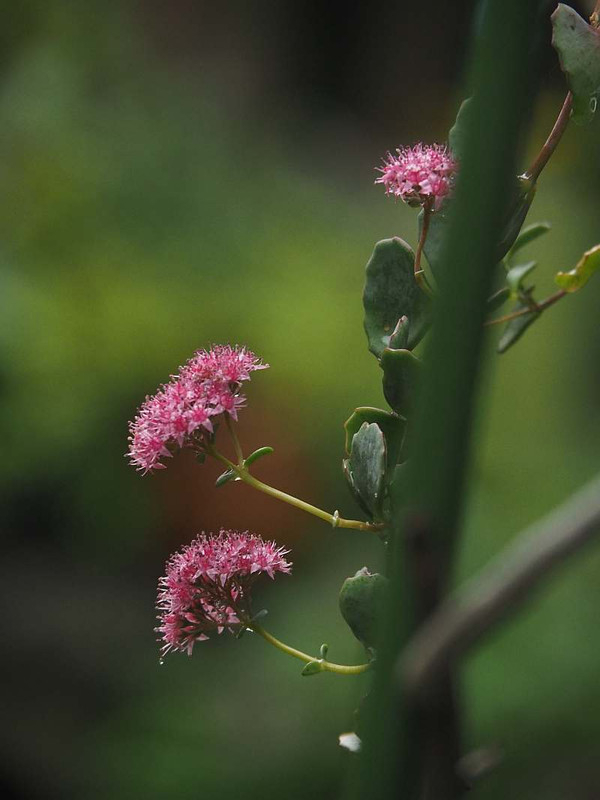 Pb144518