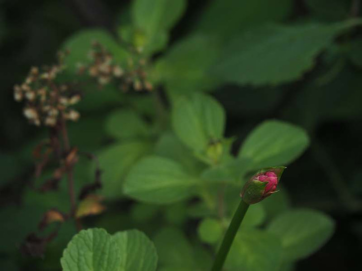 Pb154571