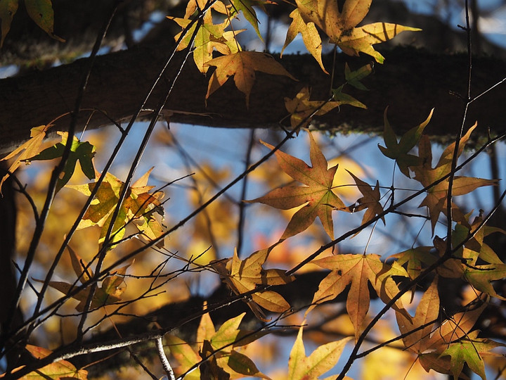 Pb124795nokorikouyou_2