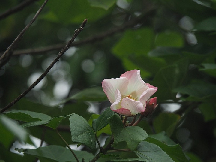 Pb305467