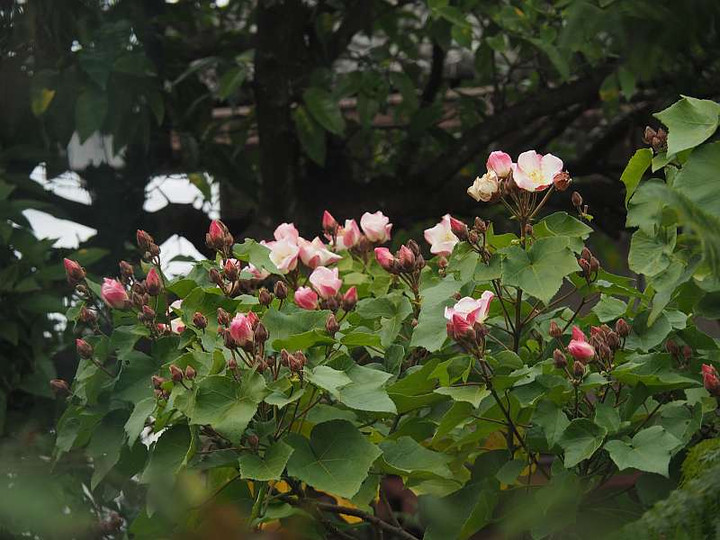Pc045528