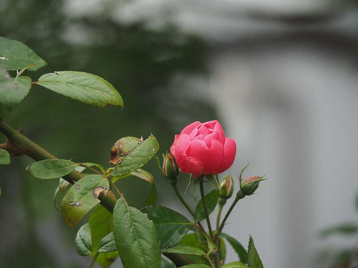 Pc045529