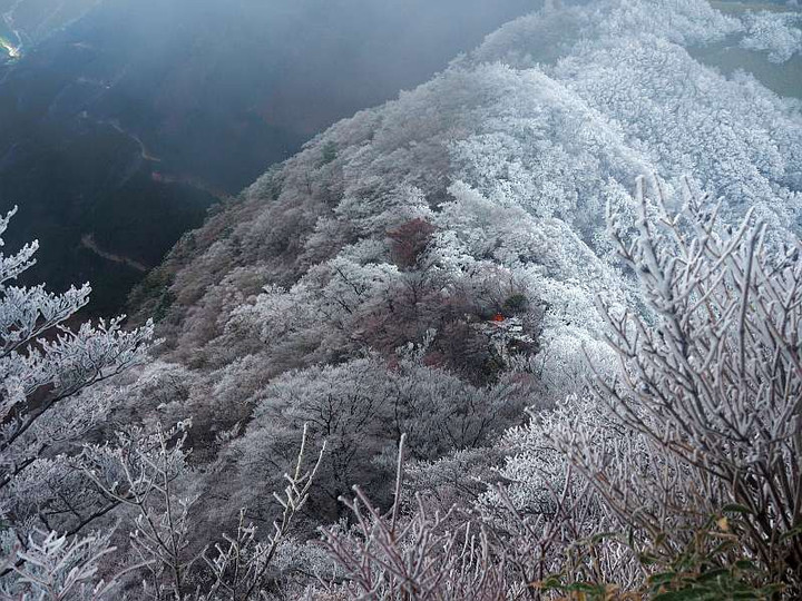 Pb194978muhyounohana