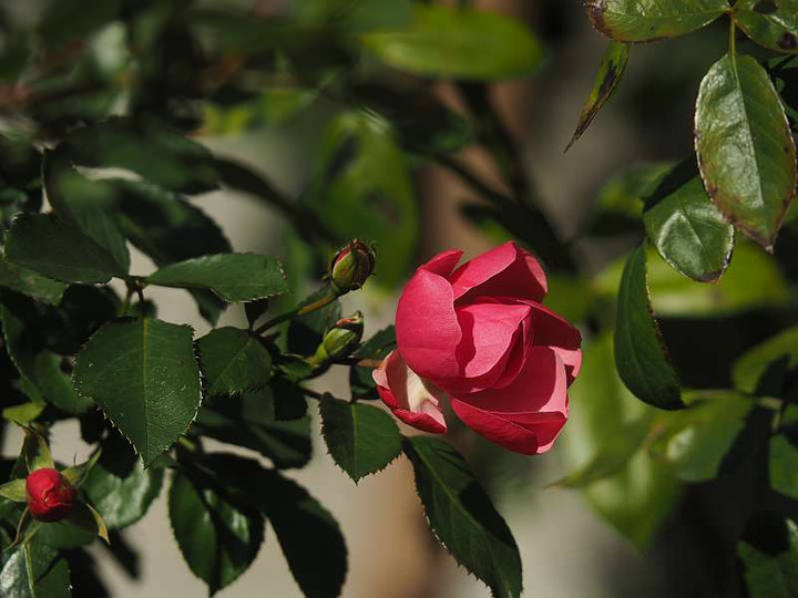 Pc065553