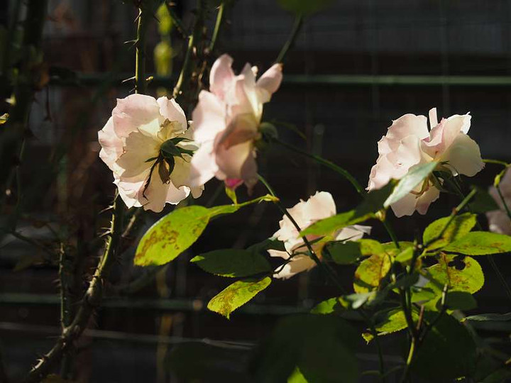 Pc075596