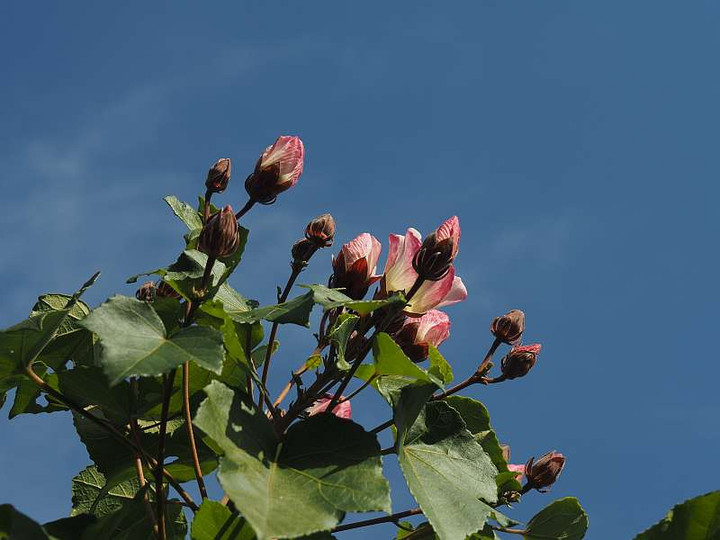 Pc075598