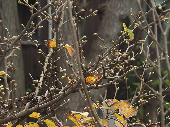 Pc115787