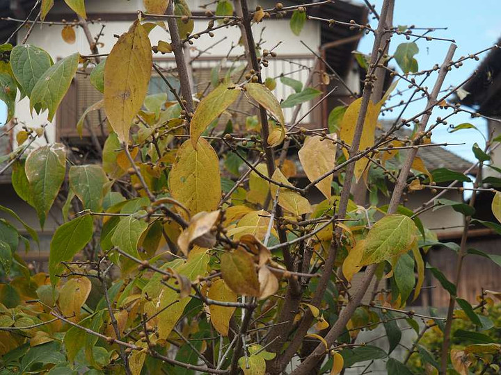 Pc115792