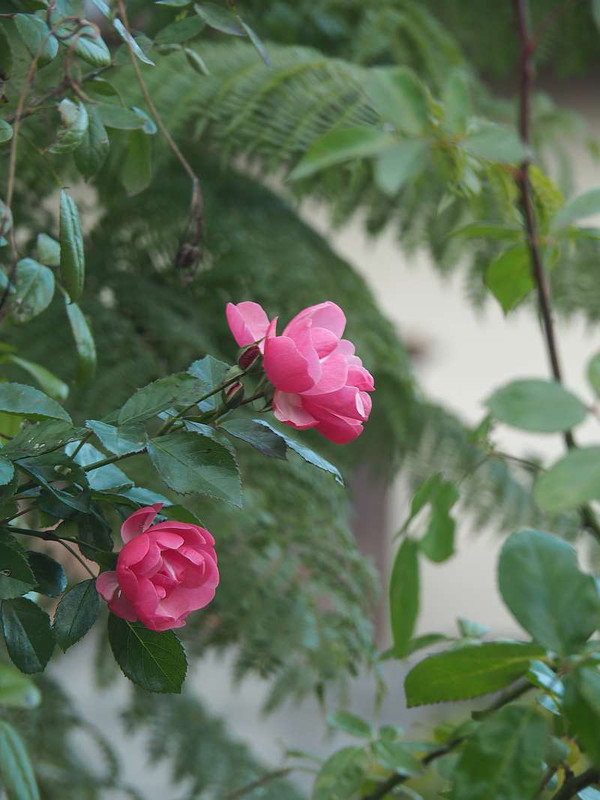 Pc135876