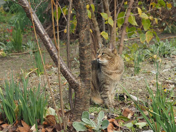 Pc145912