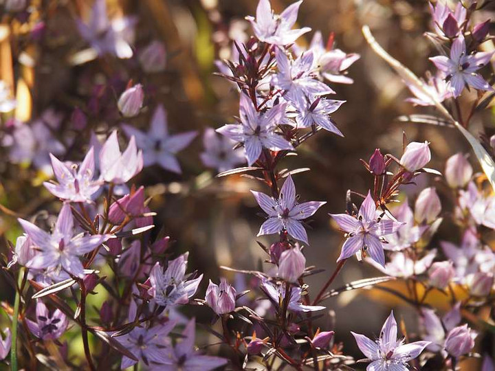 Pc025581murasakisennburi