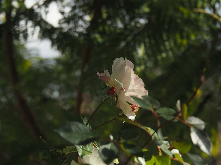 Pc186129