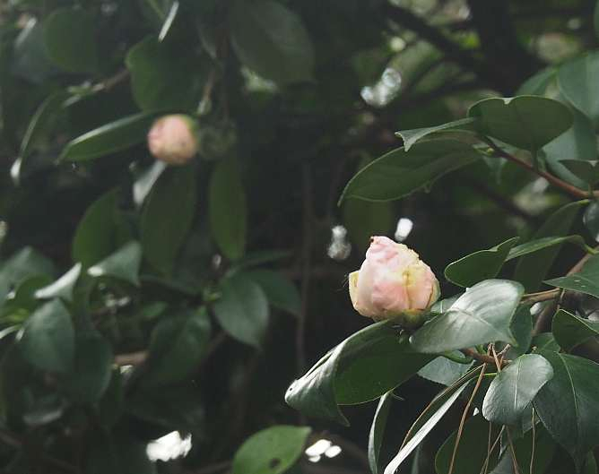 Pc196136