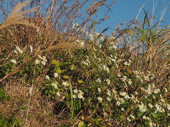 Pc025838aozoratonojigiku