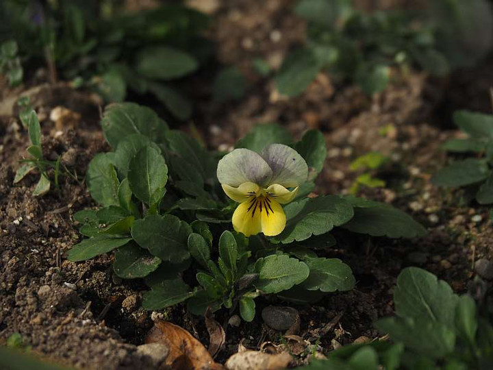 P1070316
