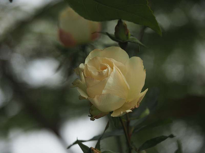 P1070317
