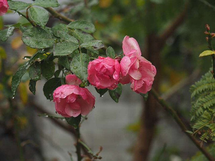 P1080325