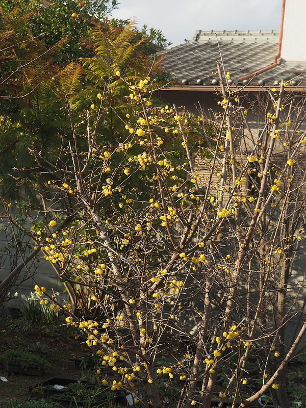 P1180422