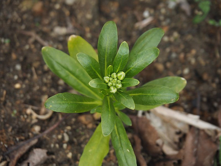 P1180425