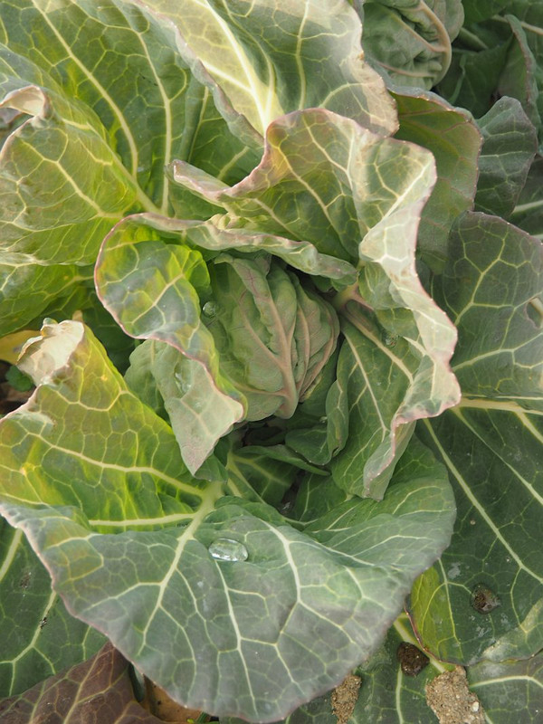P1190454