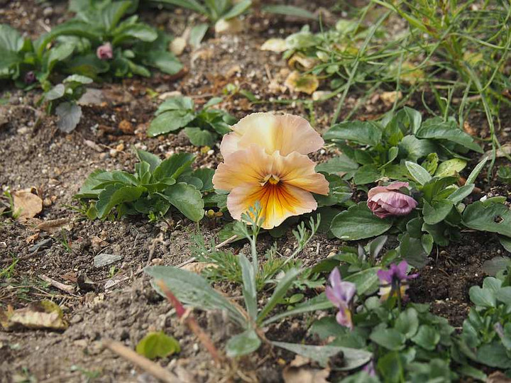 P2060857