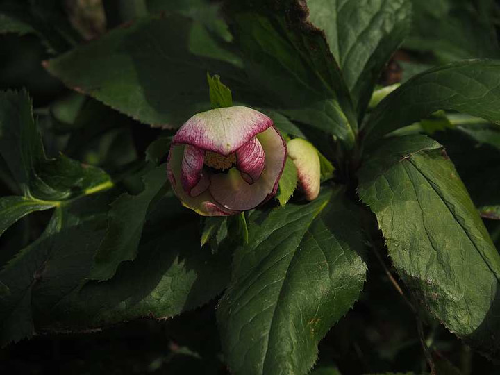 P2090932