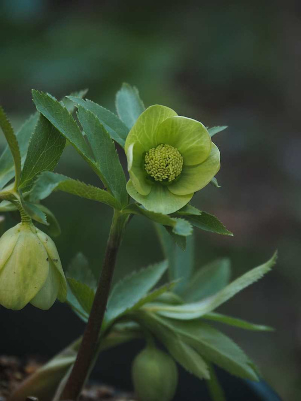 P2121006