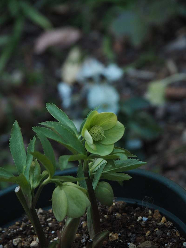 P2131025