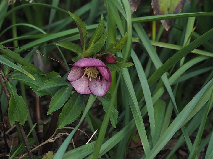 P2141045