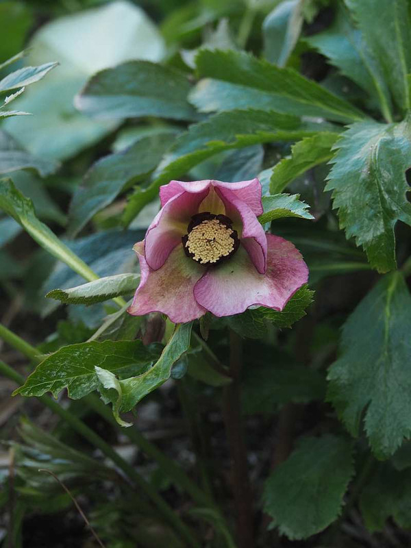 P2181366