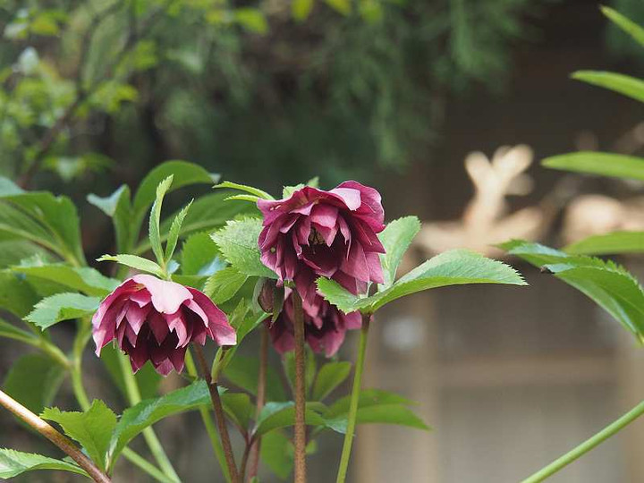 P2181401