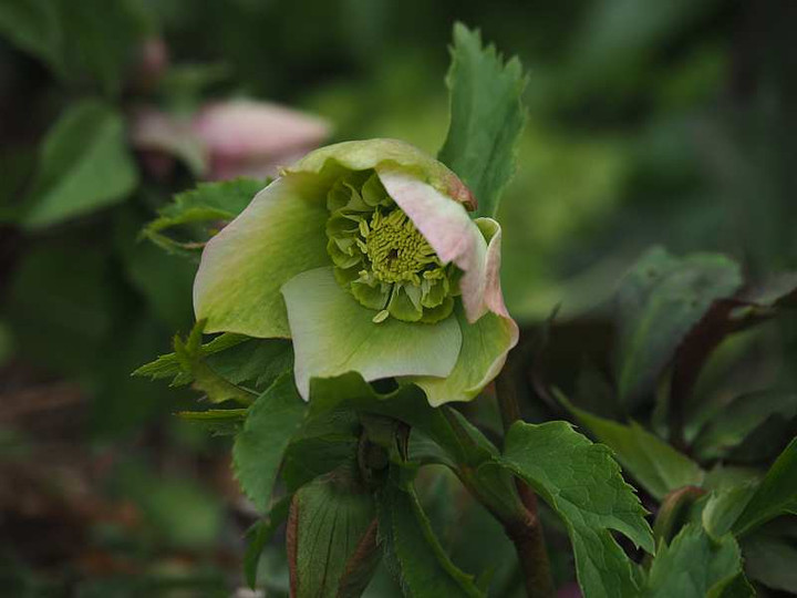 P2221494