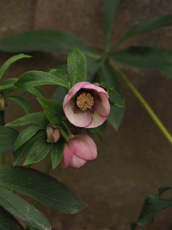 P2221515