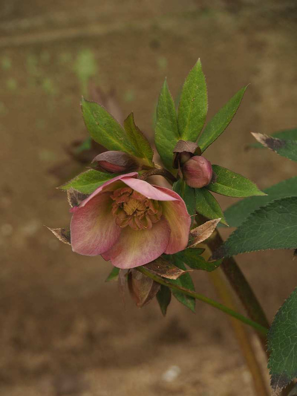 P2221516
