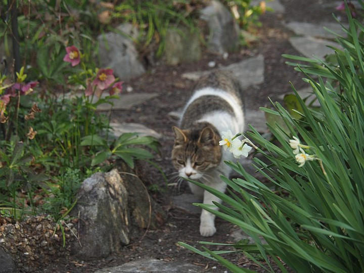 P3032171neko