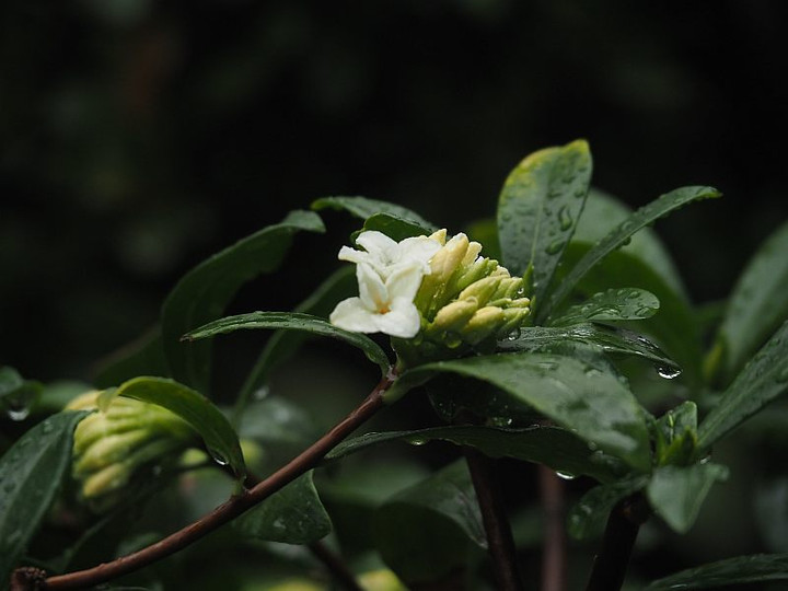 P3052152