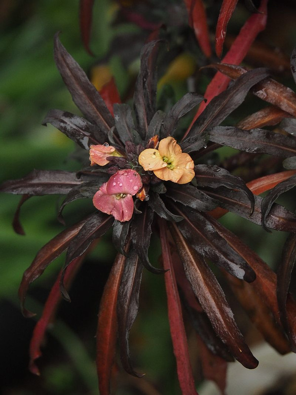 P3052159