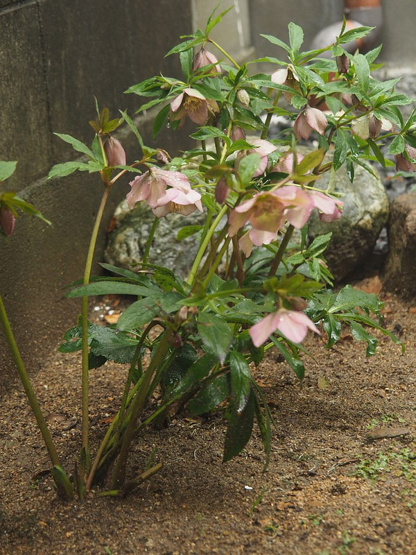 P3052211