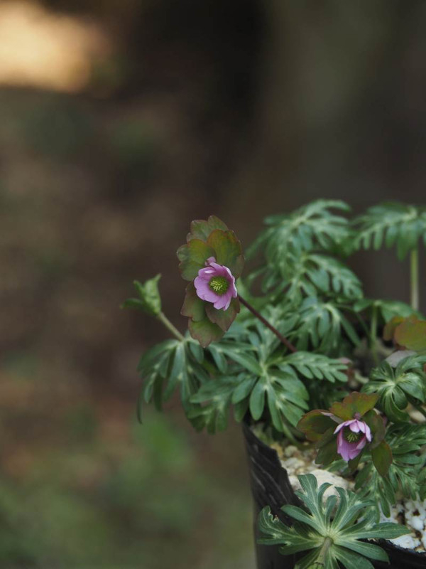 P3152931