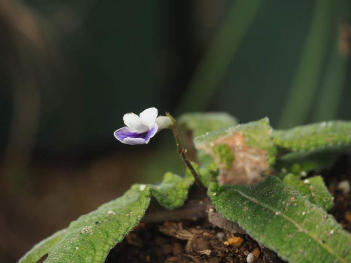 P3183373