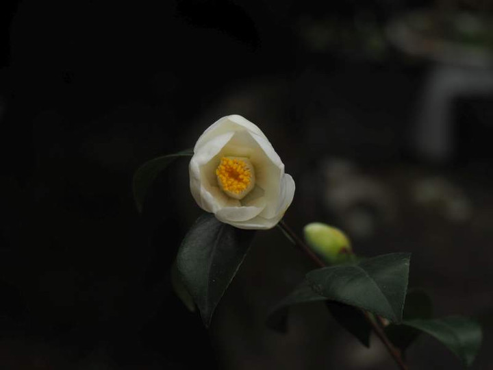 P3223485x
